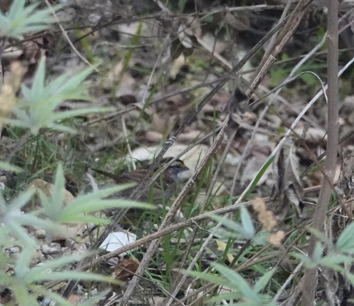 Chingolo Gorjiblanco - ML646793274