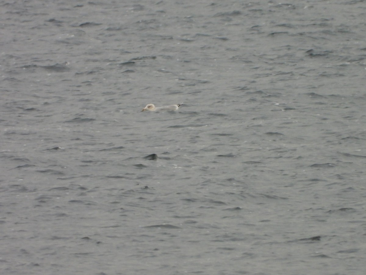 Silbermöwe - ML646793277