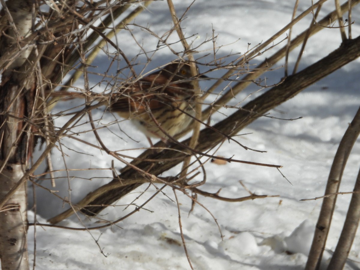Brown Thrasher - ML646793278