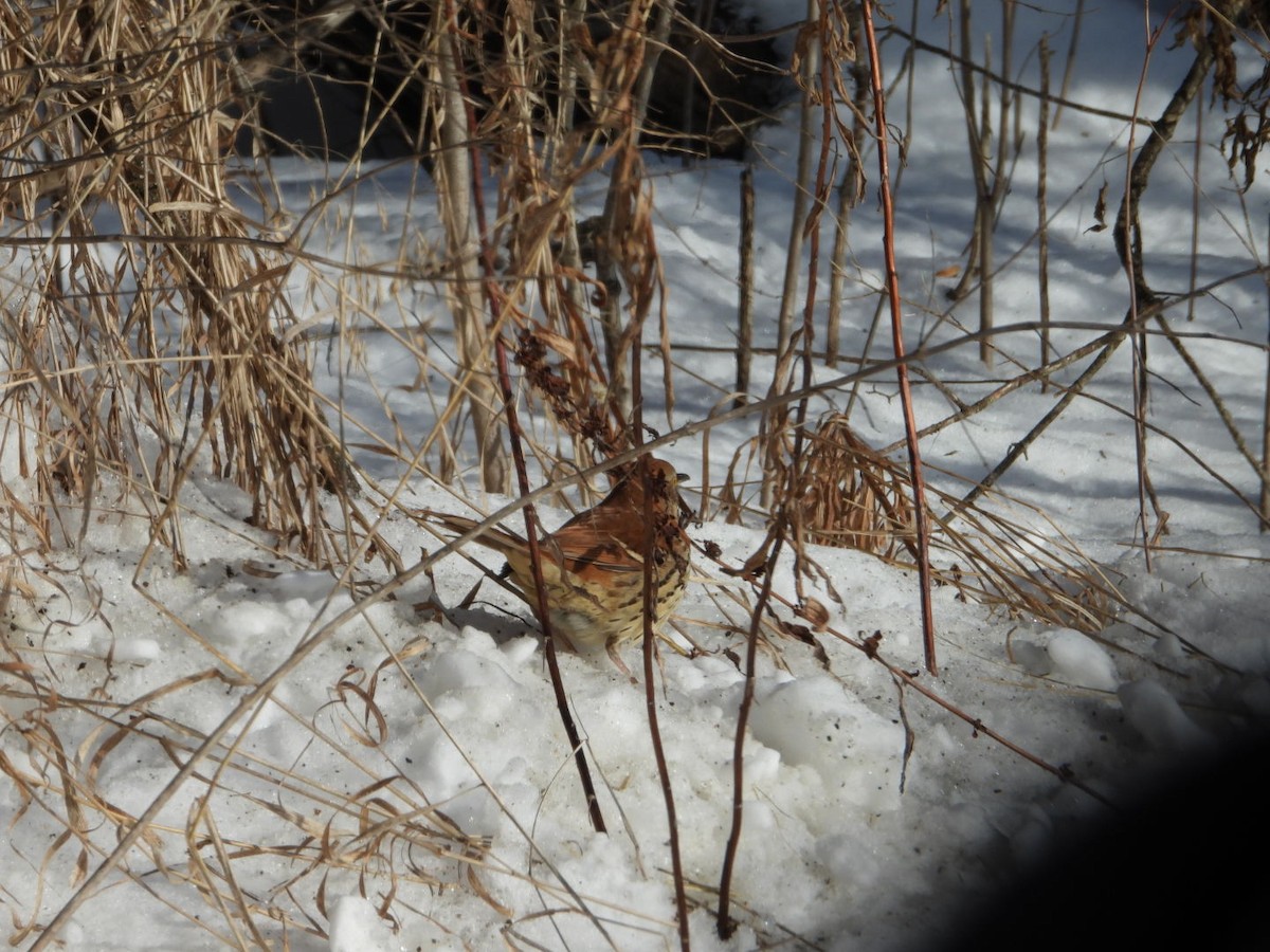 Brown Thrasher - ML646793279