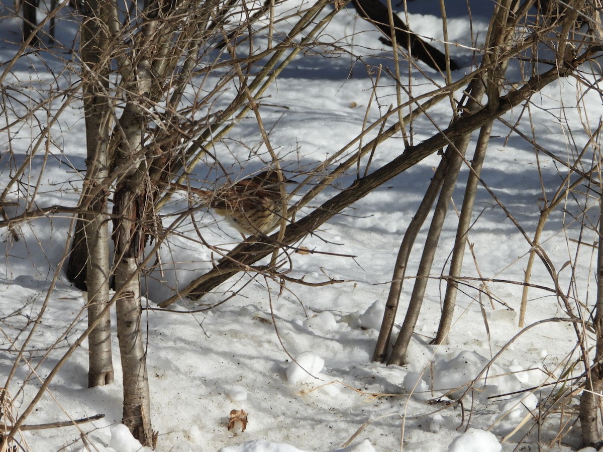 Brown Thrasher - ML646793280
