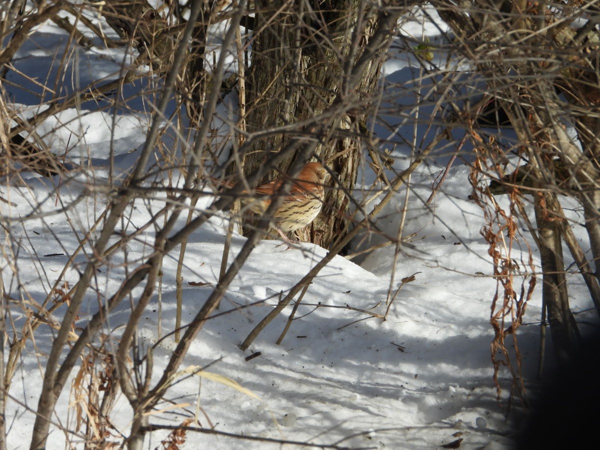 Brown Thrasher - ML646793281