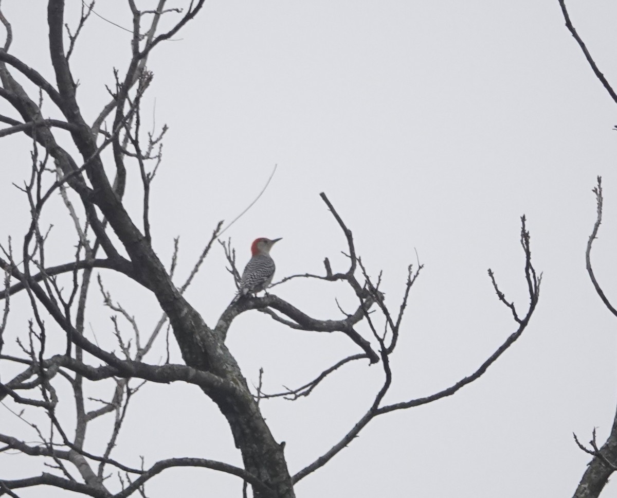 Carpintero de Carolina - ML646793282