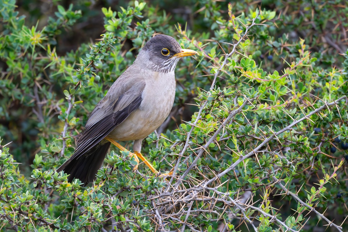 Merle austral - ML646793283