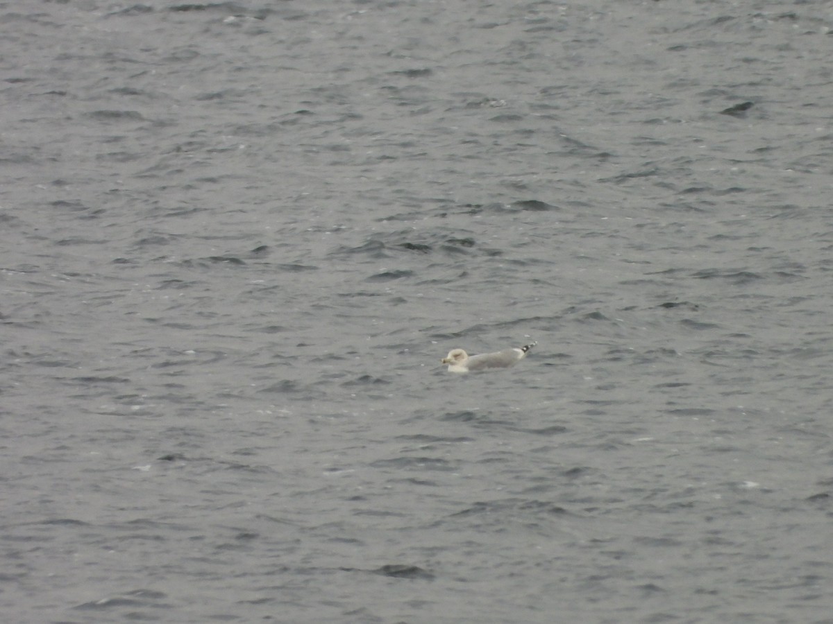 Silbermöwe - ML646793284