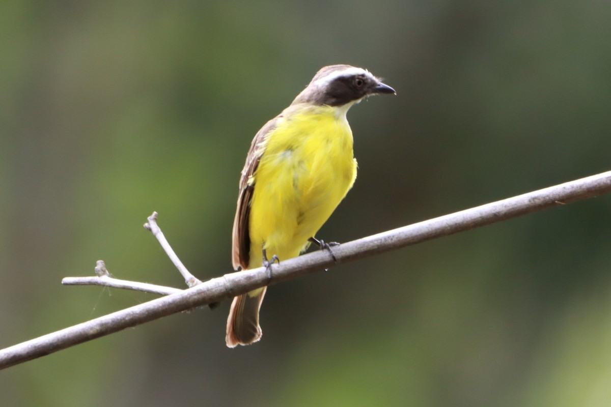 Bienteveo Sociable - ML646793287