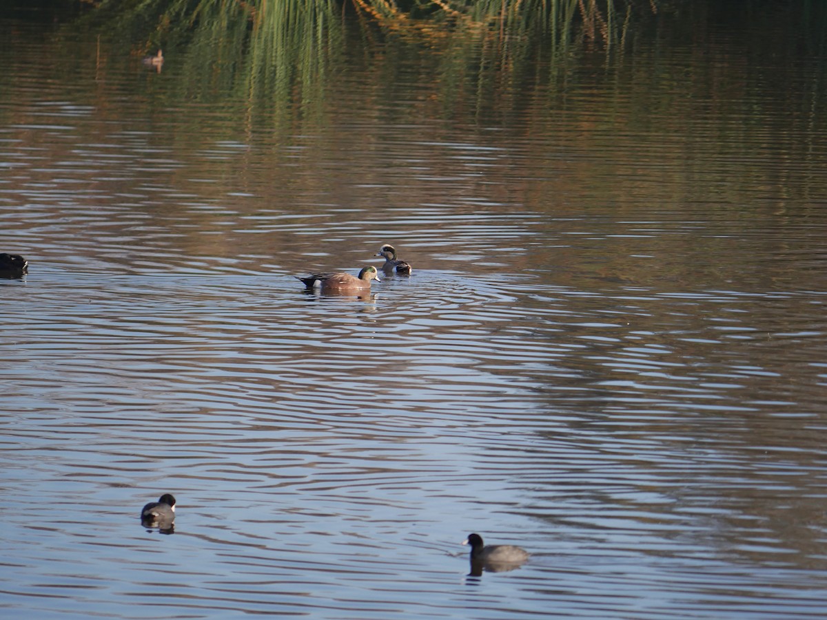 Ahate txistulari amerikarra - ML646793289