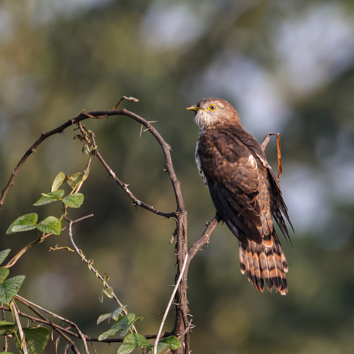 Common Hawk-Cuckoo - ML646793290