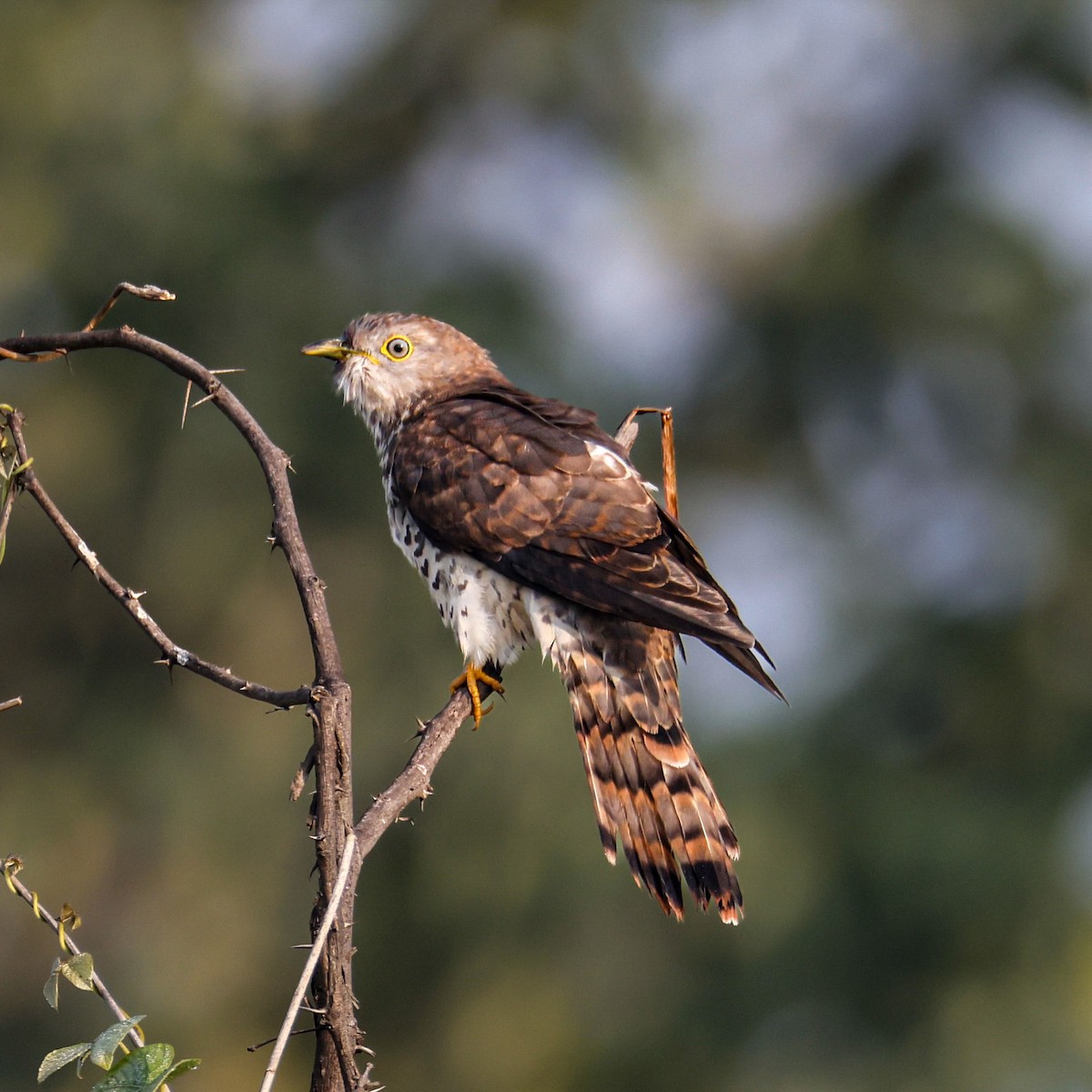 Common Hawk-Cuckoo - ML646793291