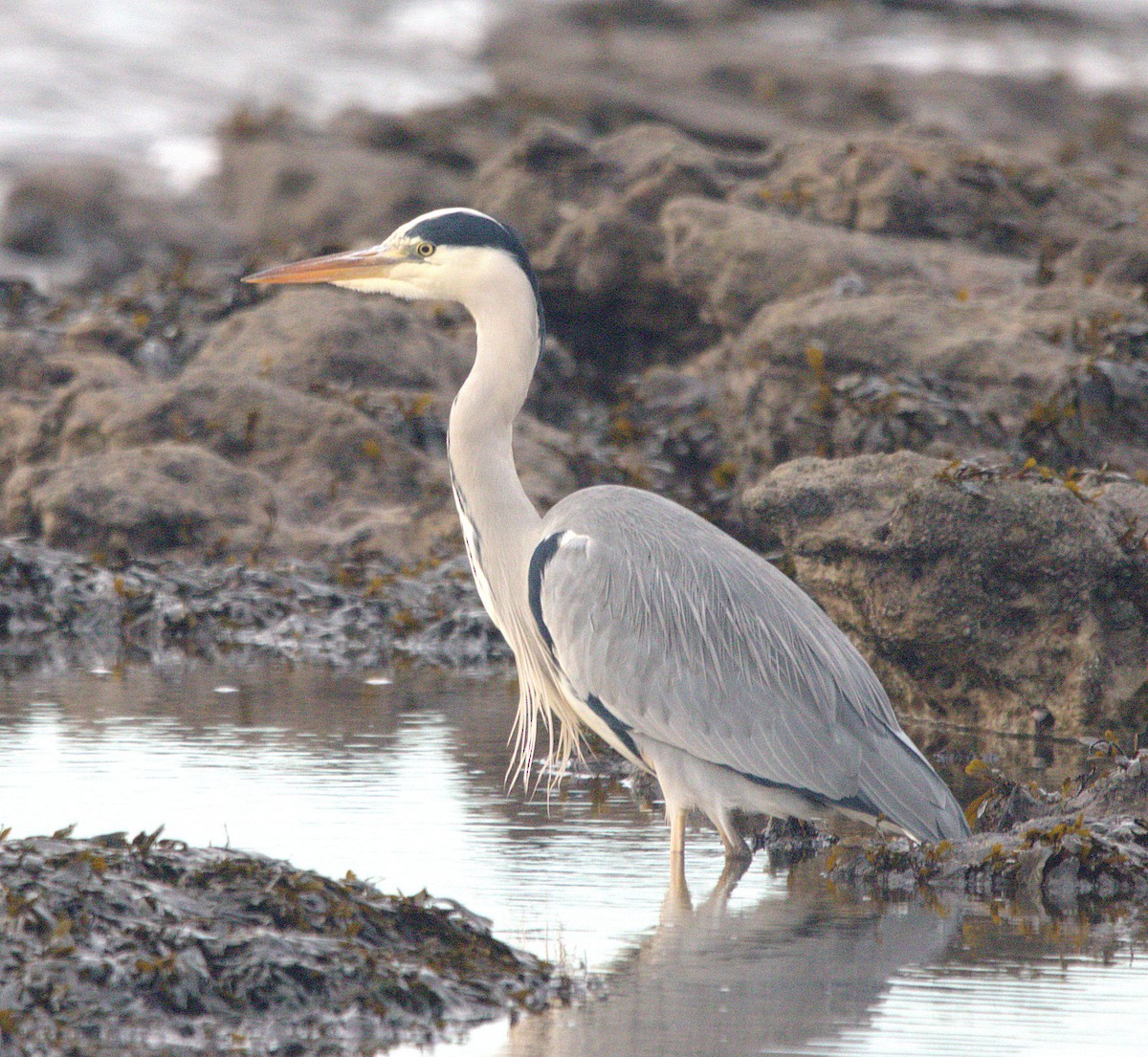 Хөх дэглий - ML646793294