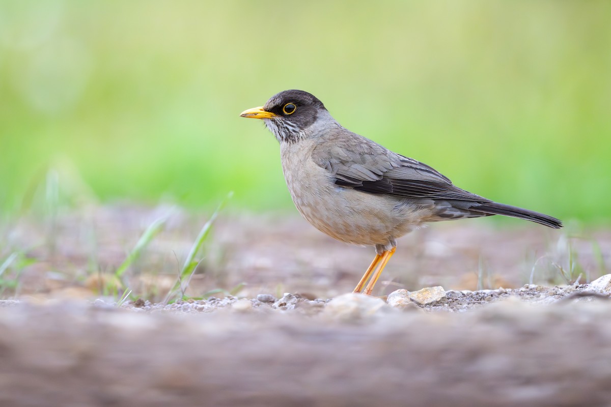 Merle austral - ML646793295