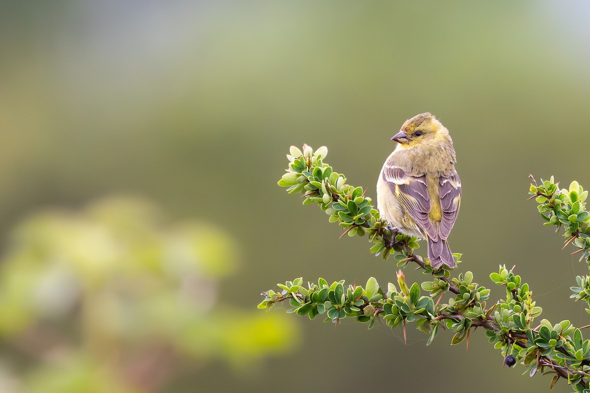 Black-chinned Siskin - ML646793301