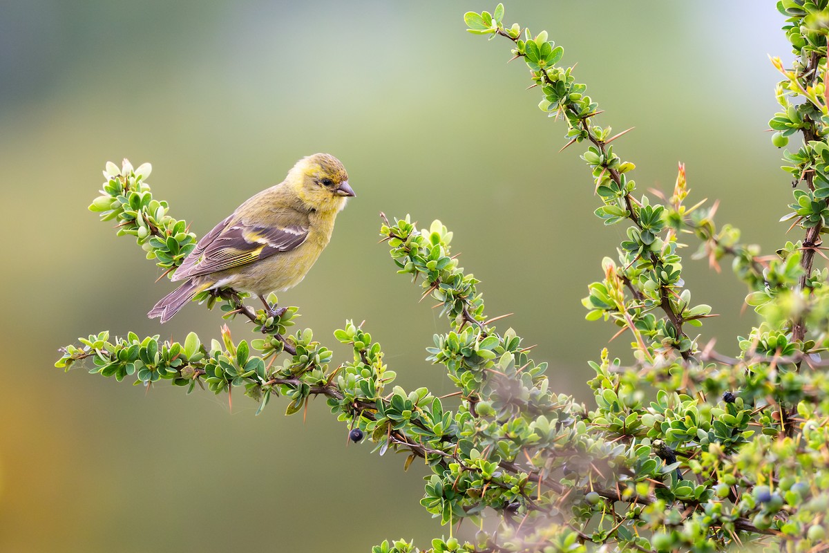 Black-chinned Siskin - ML646793302
