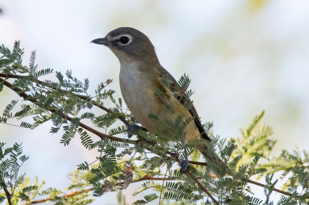 Cassin's/Blue-headed Vireo - ML646793303