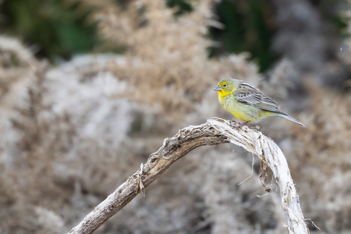 Короткоклювый зерноед - ML646793304