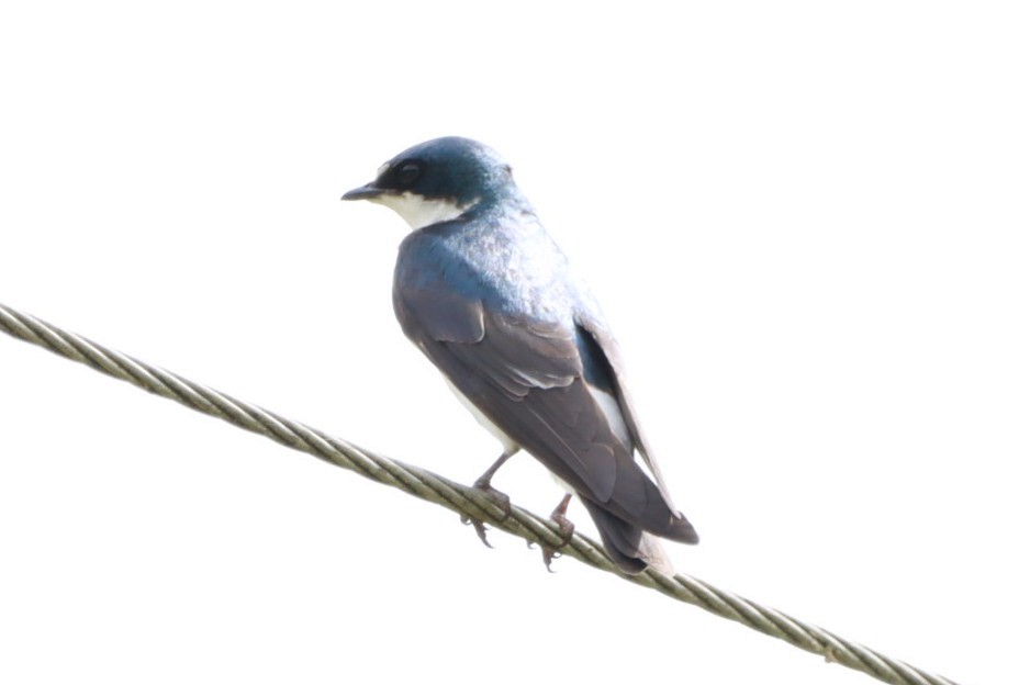 vlaštovka bělokostřecová - ML646793305
