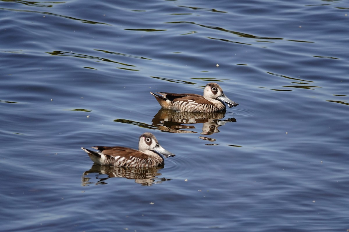 Pink-eared Duck - ML646793310