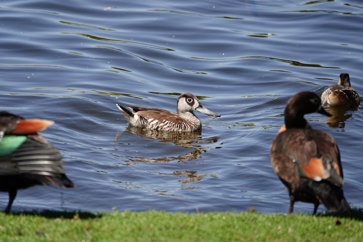 Pink-eared Duck - ML646793313