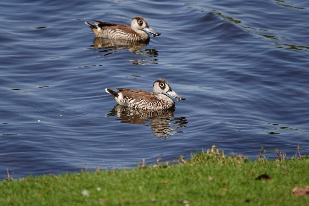 Pink-eared Duck - ML646793314