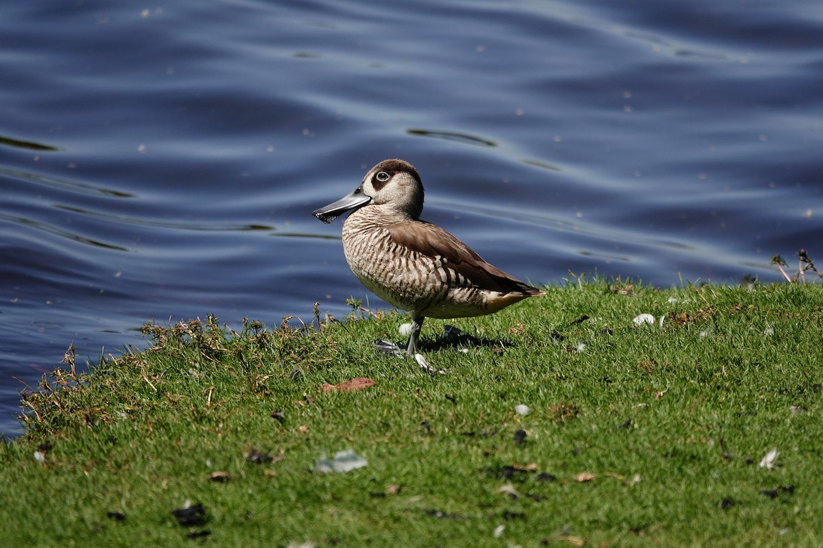 Pink-eared Duck - ML646793315