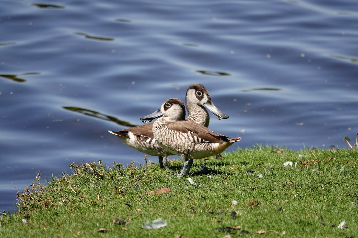 Pink-eared Duck - ML646793316