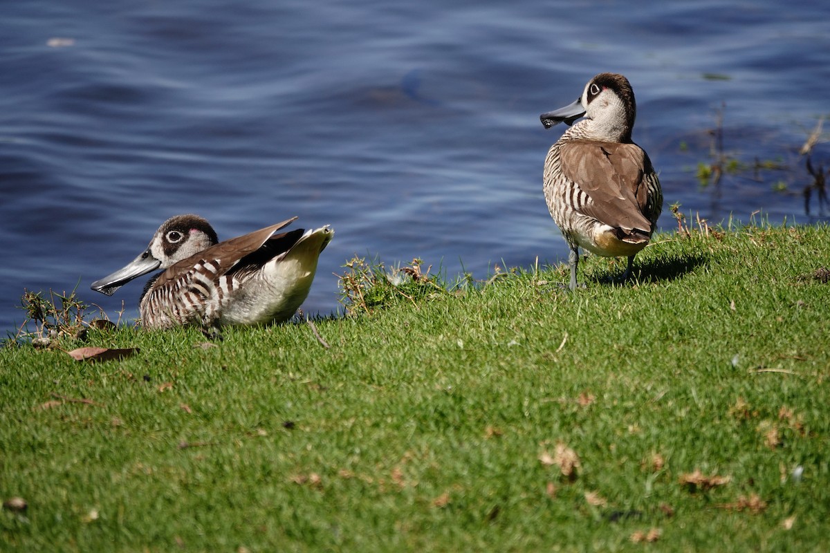 Pink-eared Duck - ML646793317