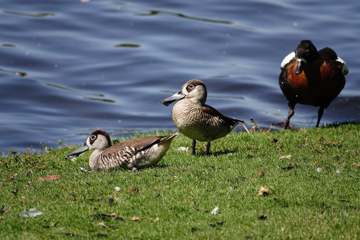 Pink-eared Duck - ML646793318