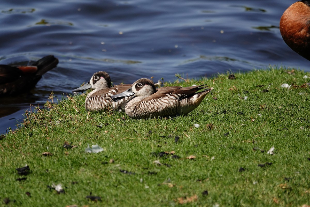 Pink-eared Duck - ML646793319