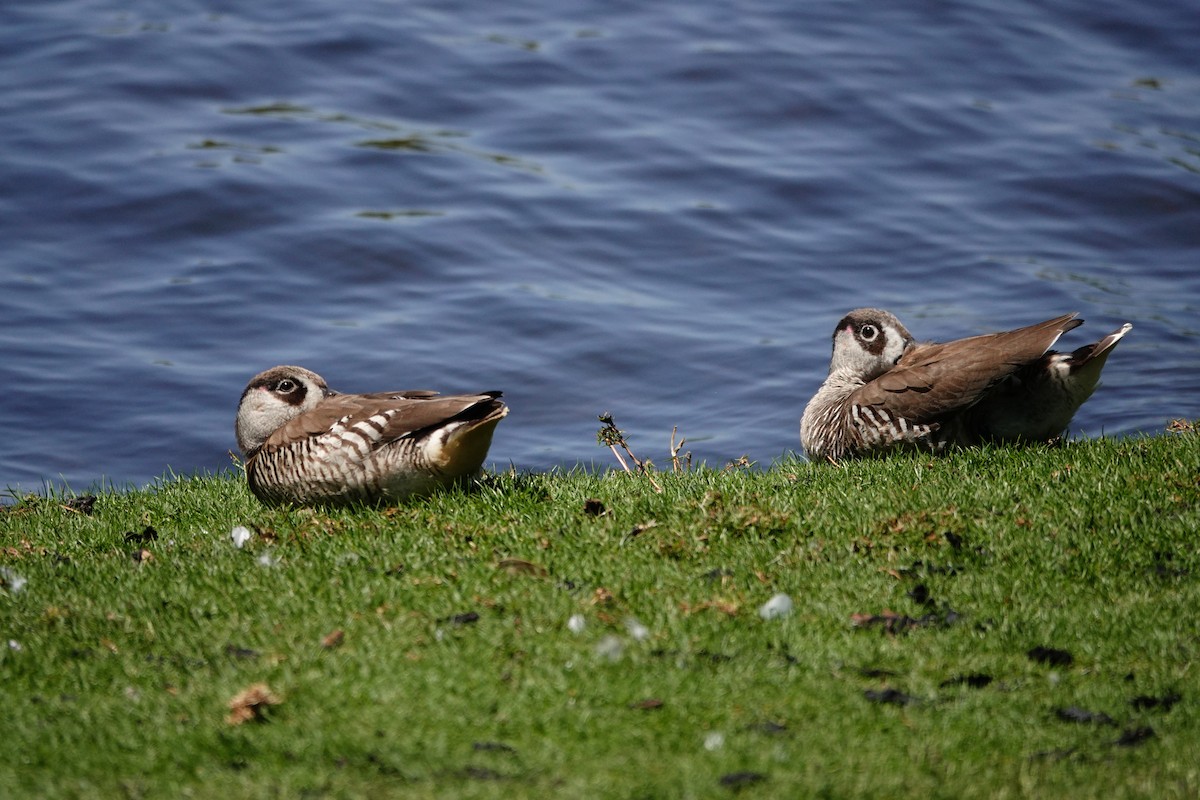 Pink-eared Duck - ML646793320