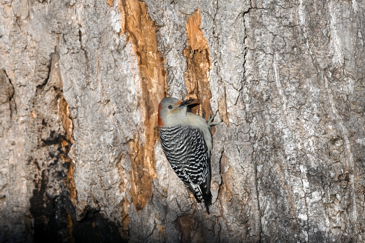 Гіла каролінська - ML646793327