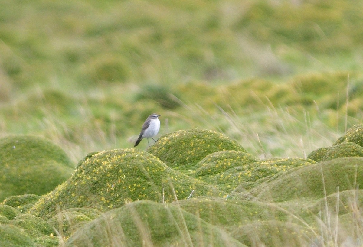 Plain-capped Ground-Tyrant - ML646793328