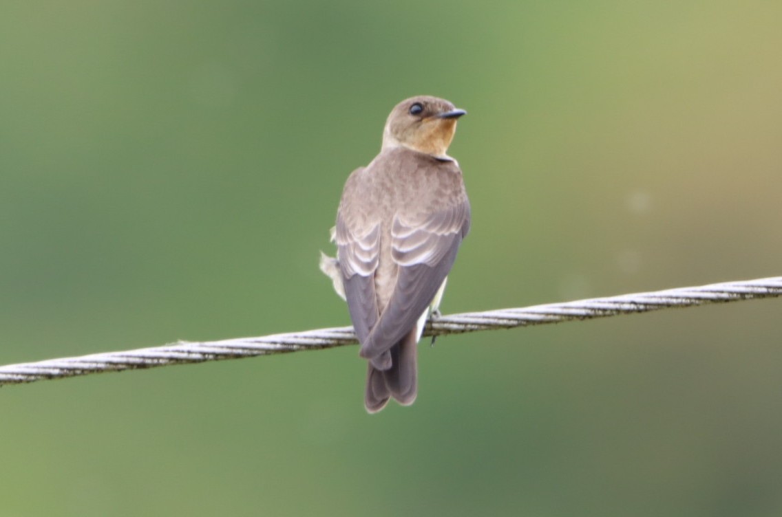 Zimtkehlschwalbe - ML646793329