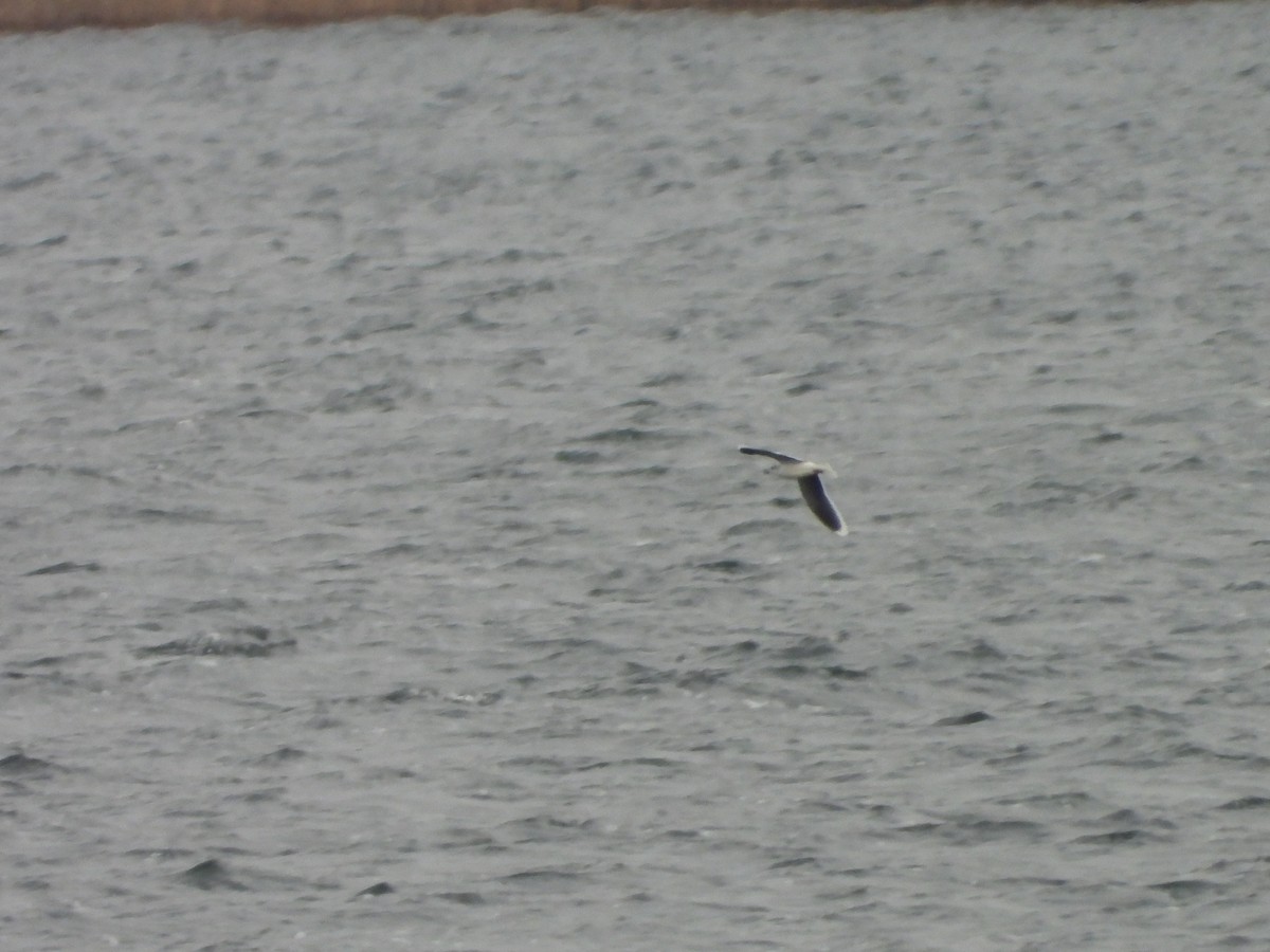 dvergmåke - ML646793330