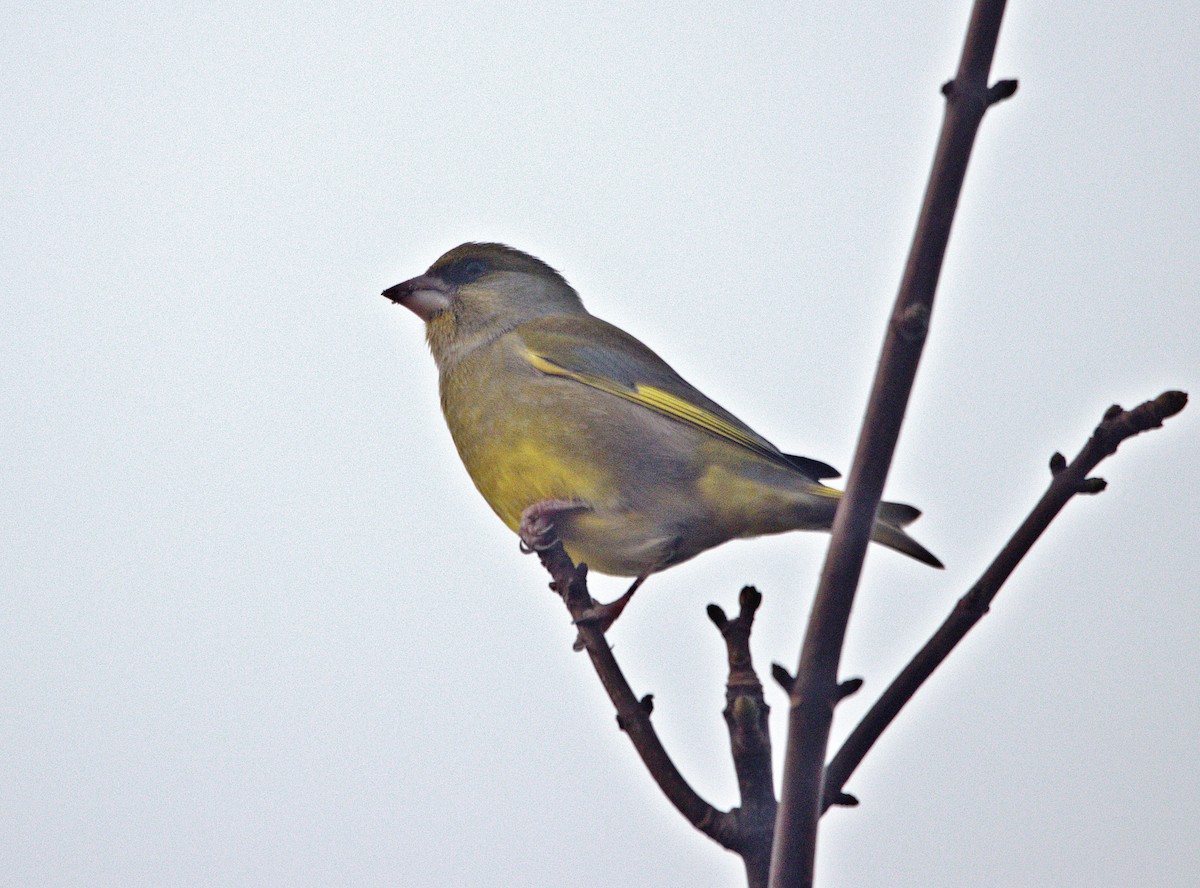 European Greenfinch - ML646793334