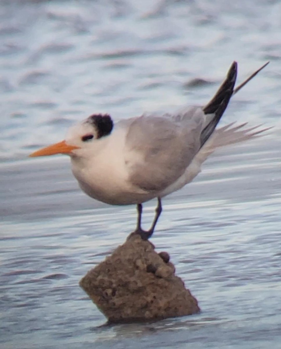 Tepeli Sumru - ML646793337