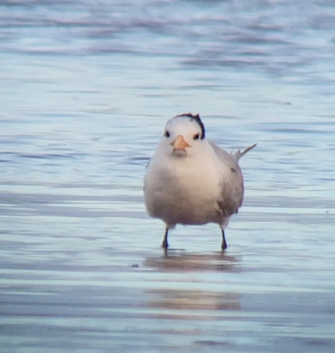 Tepeli Sumru - ML646793338