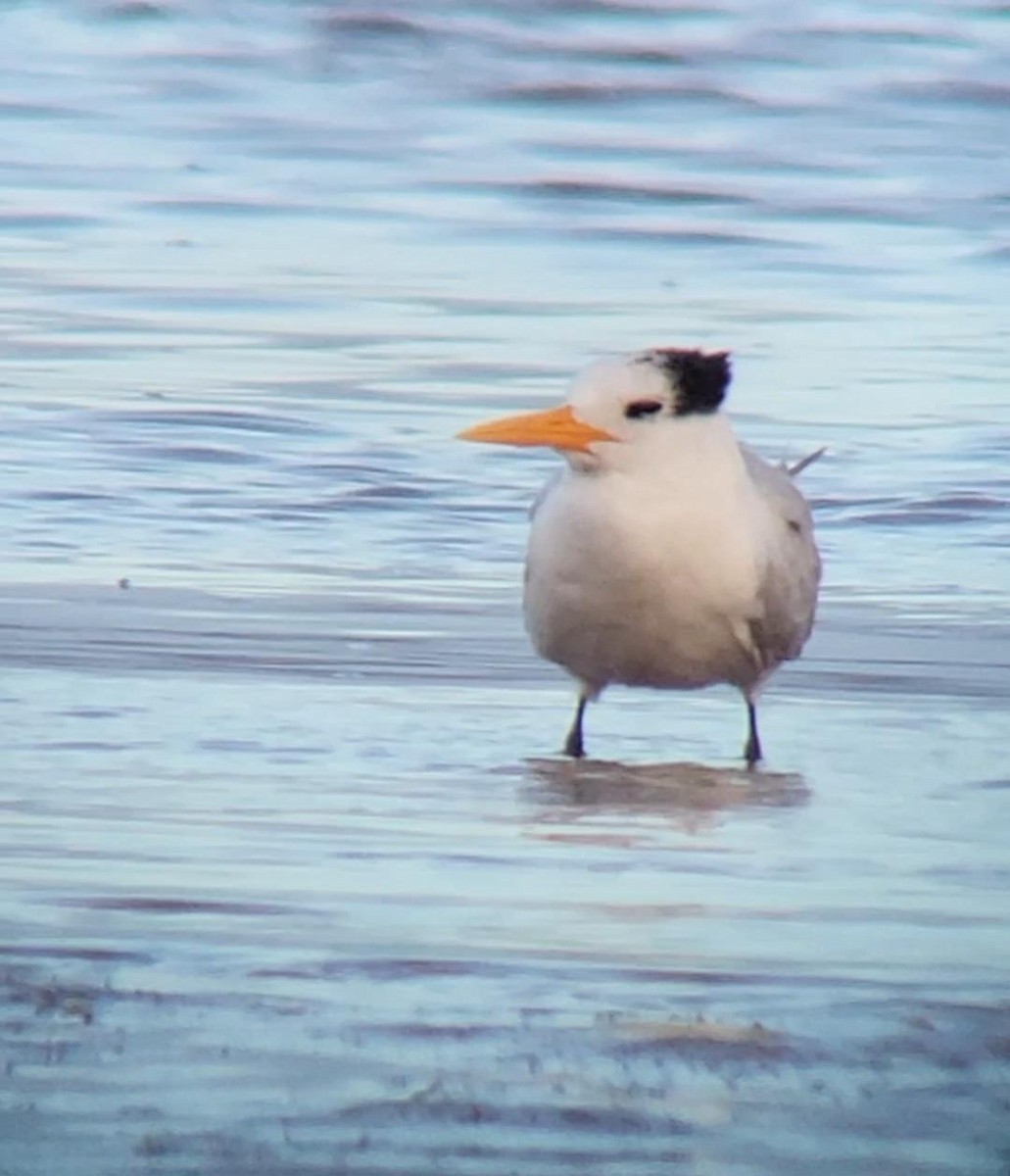 Tepeli Sumru - ML646793339