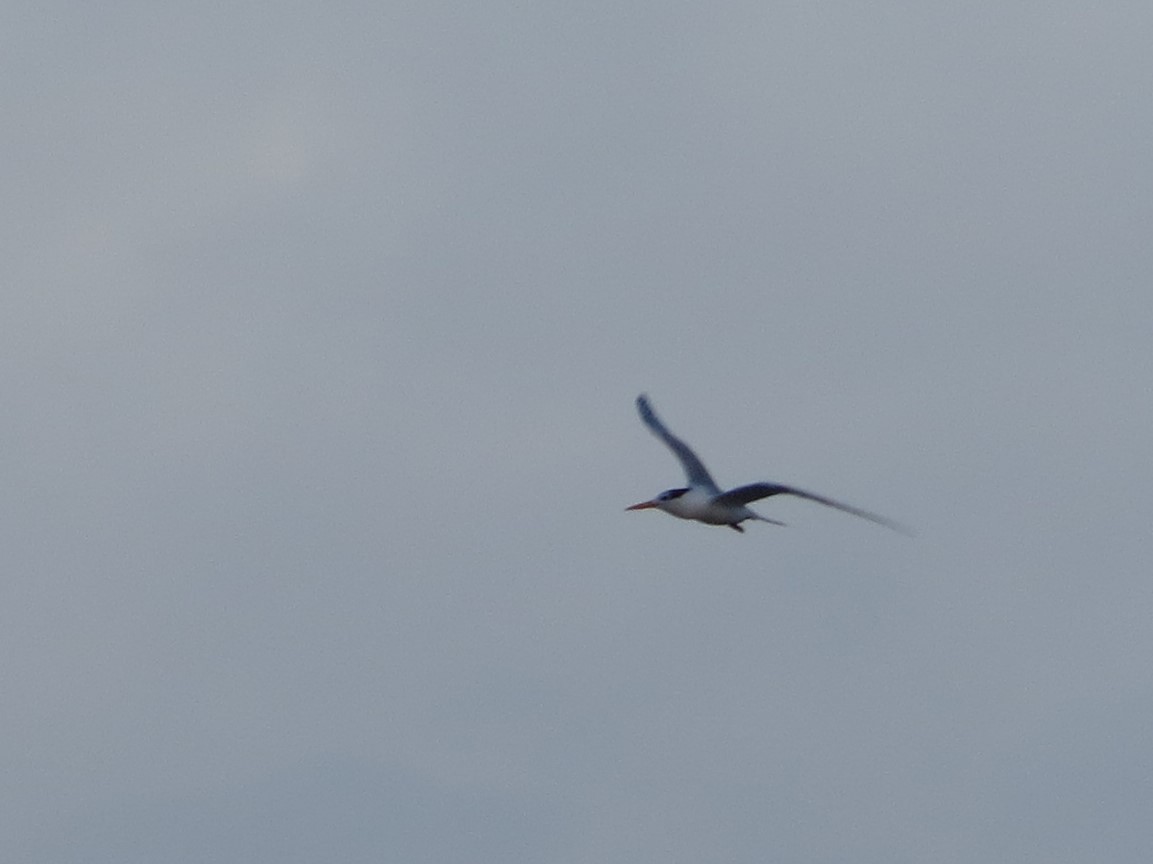 Tepeli Sumru - ML646793340