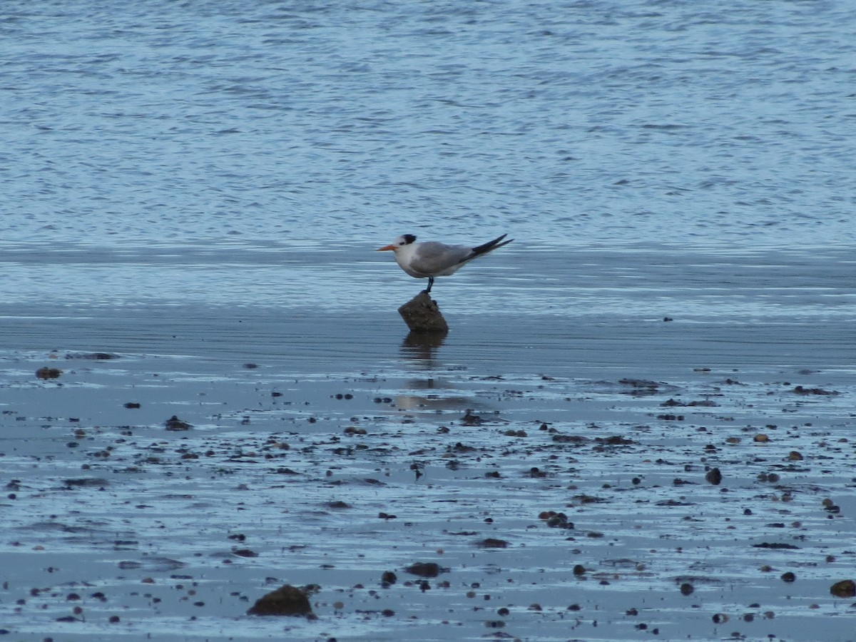 Tepeli Sumru - ML646793341