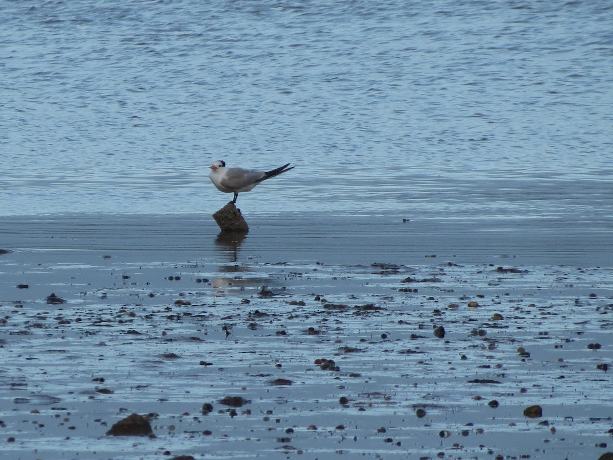 Tepeli Sumru - ML646793342