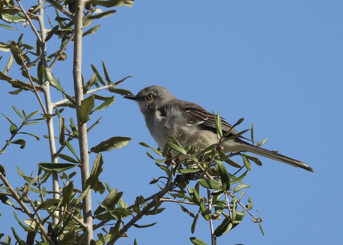 Northern Mockingbird - ML646793345