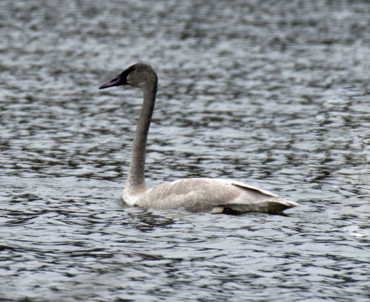 ברבור אמריקני - ML646793346