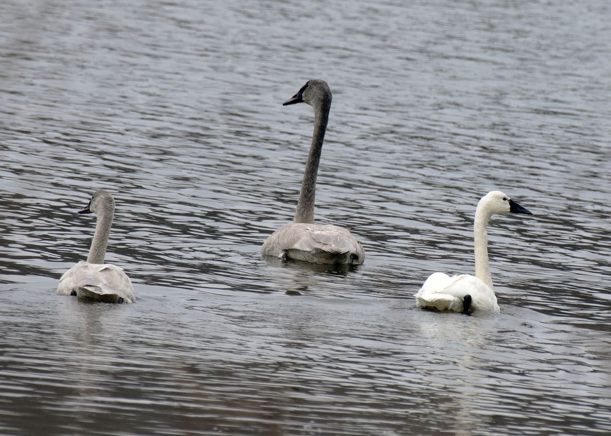 ברבור קטן - ML646793354