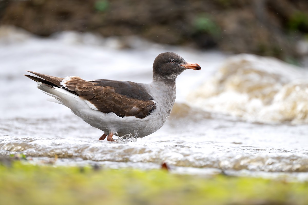 Goéland de Scoresby - ML646793355