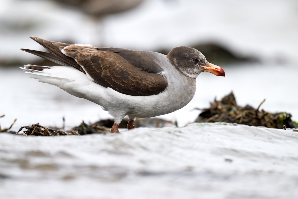 Goéland de Scoresby - ML646793356