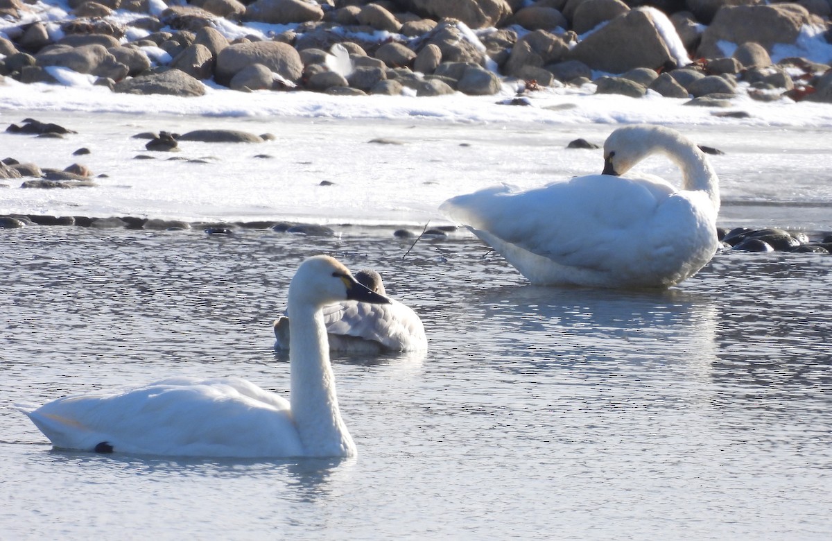 Tundra Swan - ML646793357