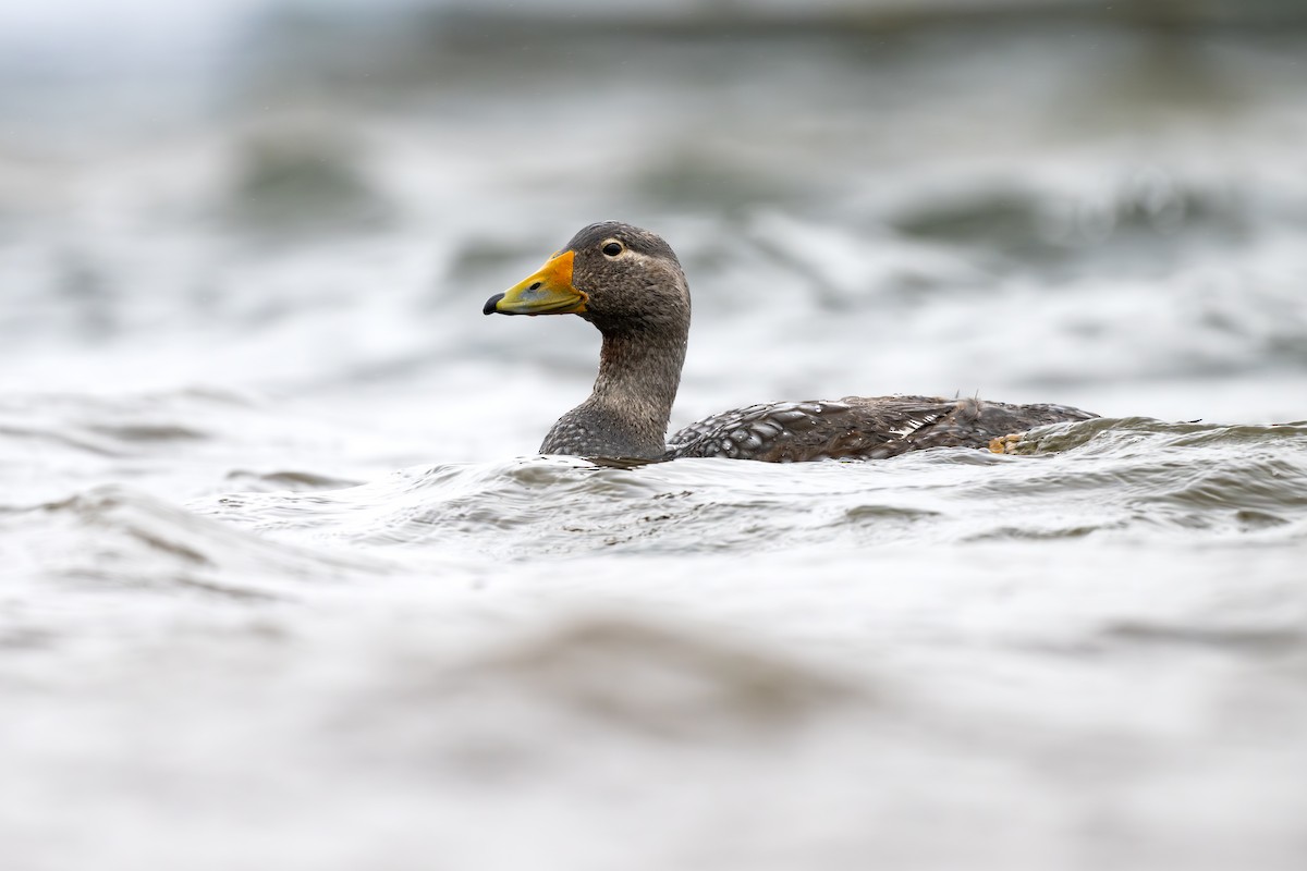 Flightless Steamer-Duck - ML646793359