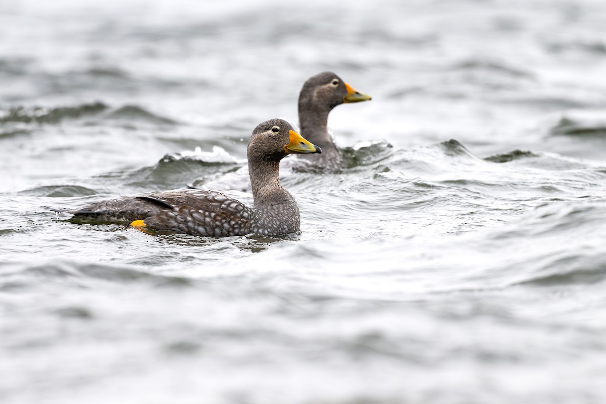 オオフナガモ - ML646793360