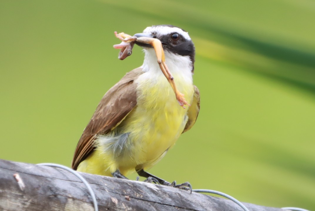 Tyran quiquivi - ML646793362