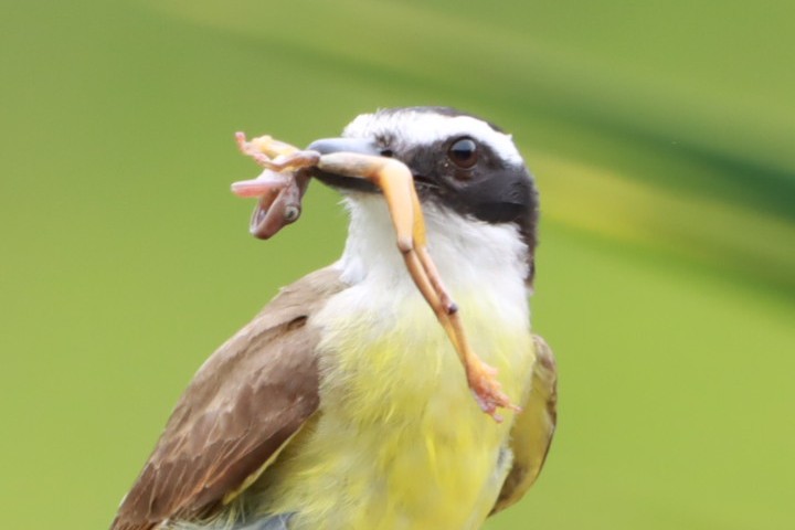 Tyran quiquivi - ML646793363